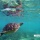 A Glimpse of Dumaguete + Apo Island Sea Turtle Bonding